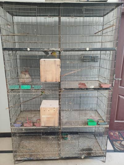 5 lovebirds fidchers with cage