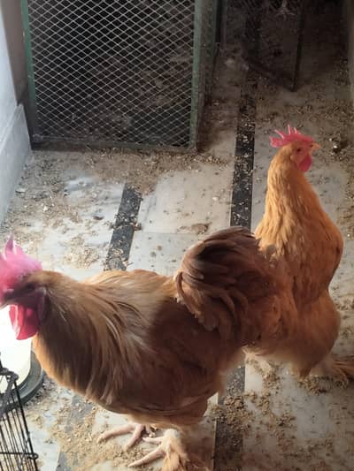 golden buff hens for sale with cage