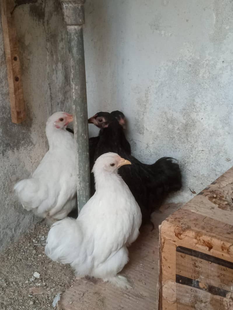 blue buff & bantam 2