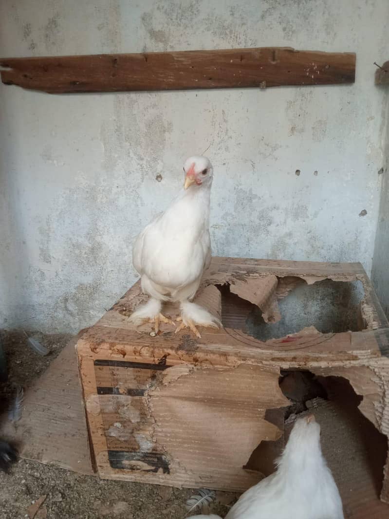 blue buff & bantam 3