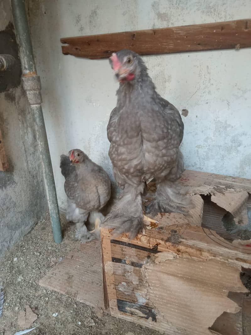 blue buff & bantam 5