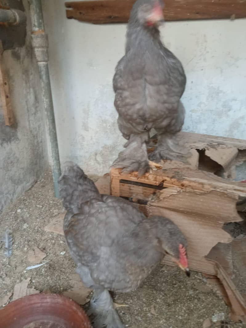 blue buff & bantam 6