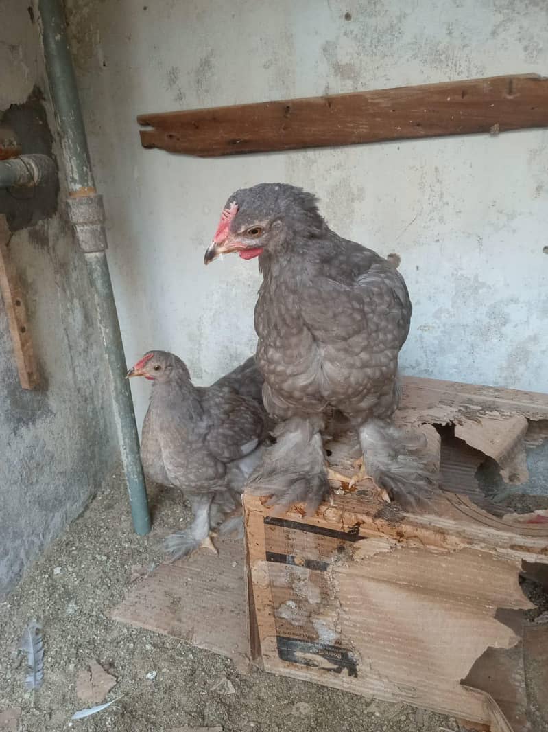 blue buff & bantam 7