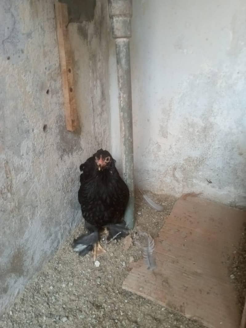 blue buff & bantam 8