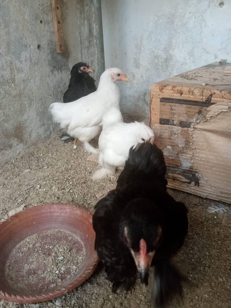 blue buff & bantam 10