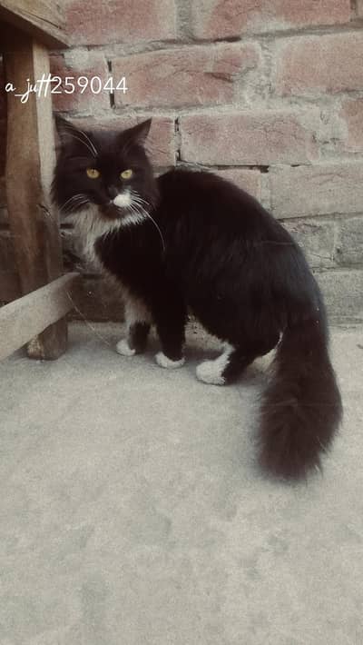 السلام علیکم