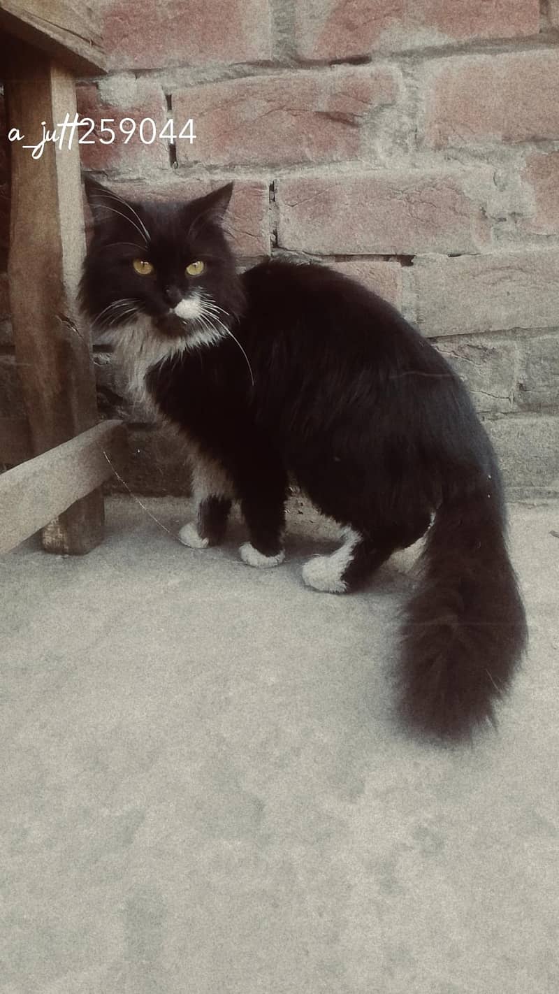 السلام علیکم 0