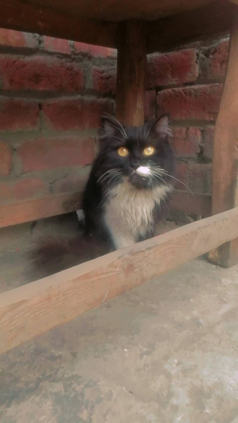 السلام علیکم 1