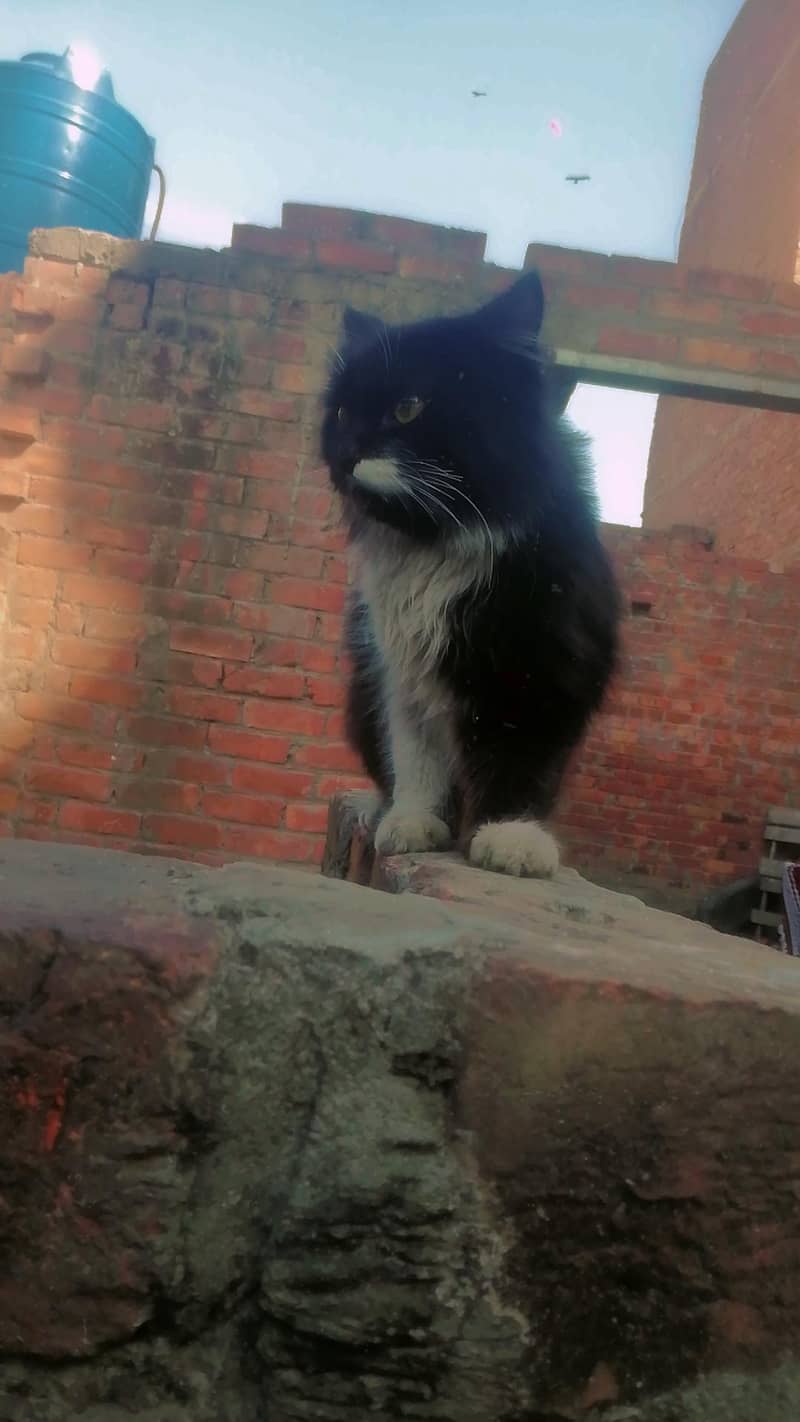 السلام علیکم 2