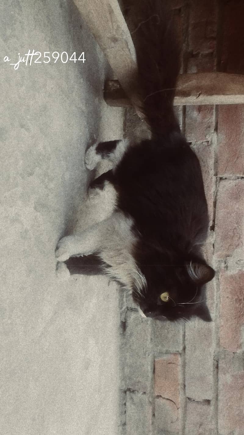 السلام علیکم 3