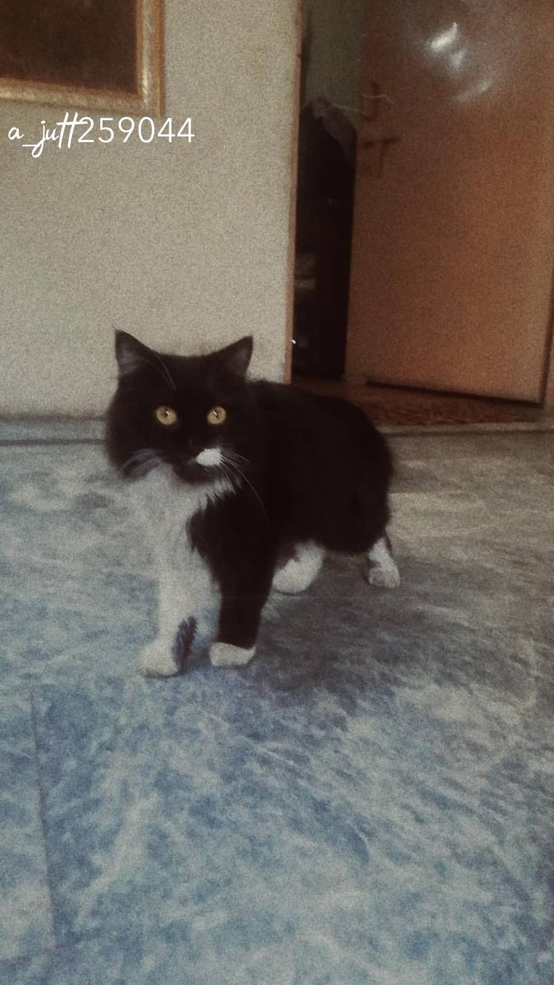 السلام علیکم 4