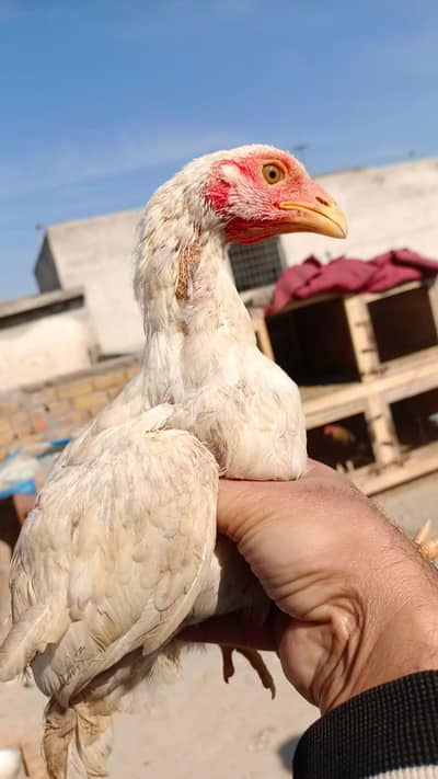aseel chicks for sale