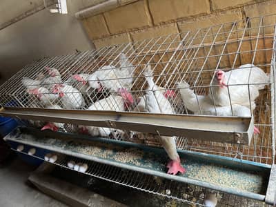 White Layer chicken for sale