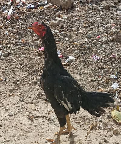 aseel phatta/ desi phatta