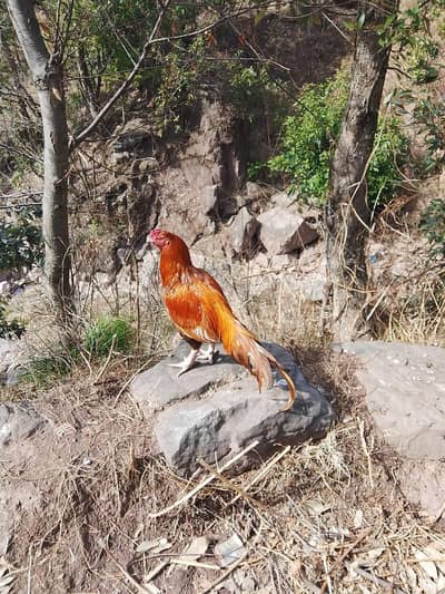 aseel murgah 03558366099