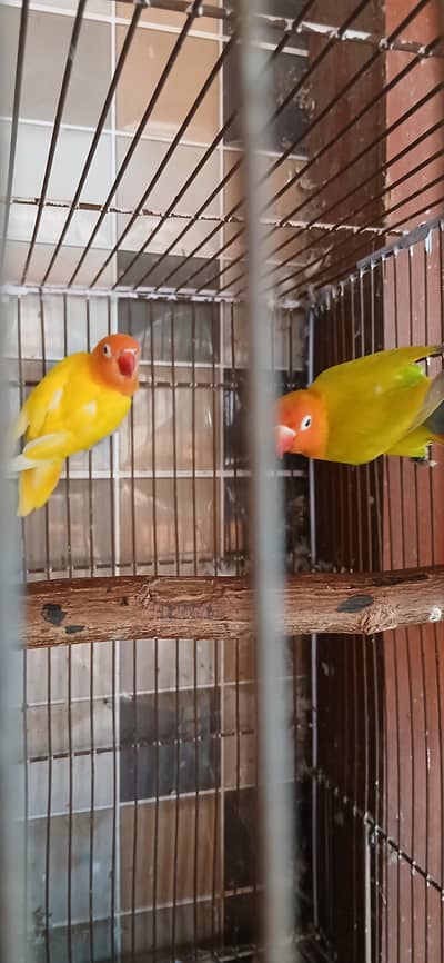 GREEN DILUTE ALBINO RED EYES CAREMINOS DOVES AUSTRALIAN FOR SALE