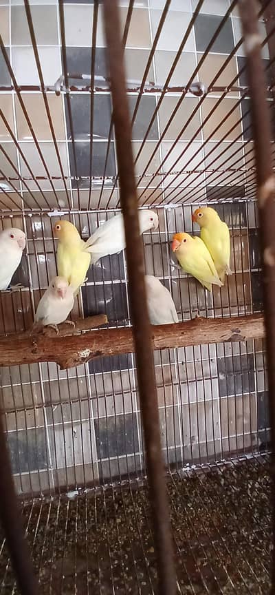 CAREMINOS ALBINO RED EYES  FOR SALE
