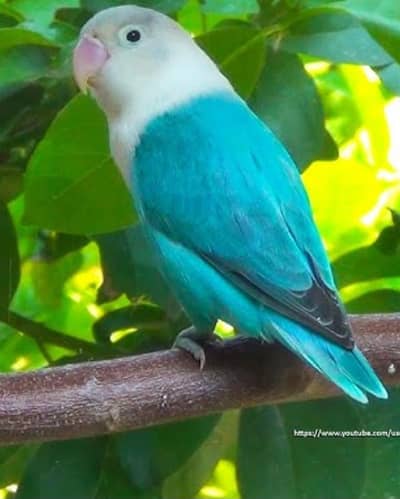 Love birds exchange with desi /misri hens