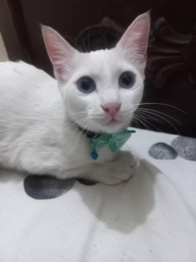 Persian Cat Single Coat Frozen Eye's  Full Whiite Colour