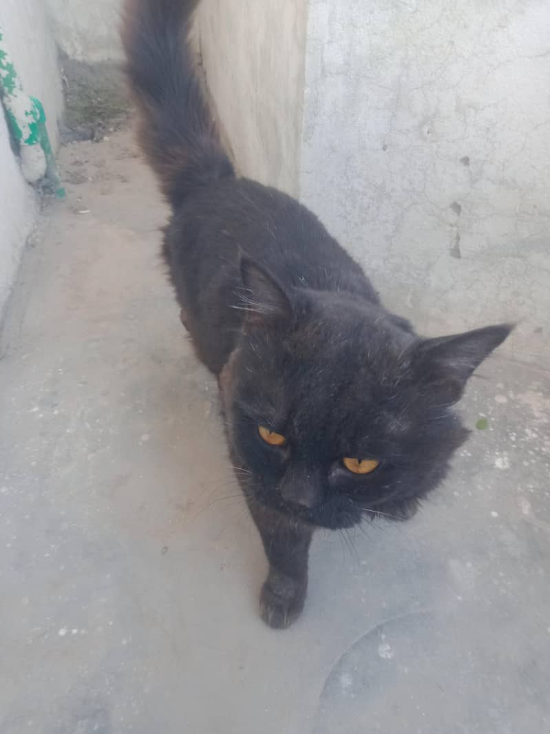 block cat yellow eys 0