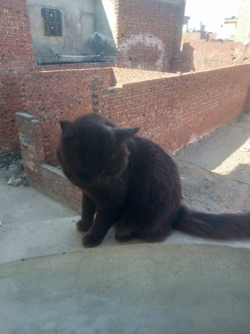 block cat yellow eys 1