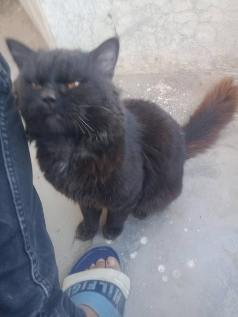 block cat yellow eys 2