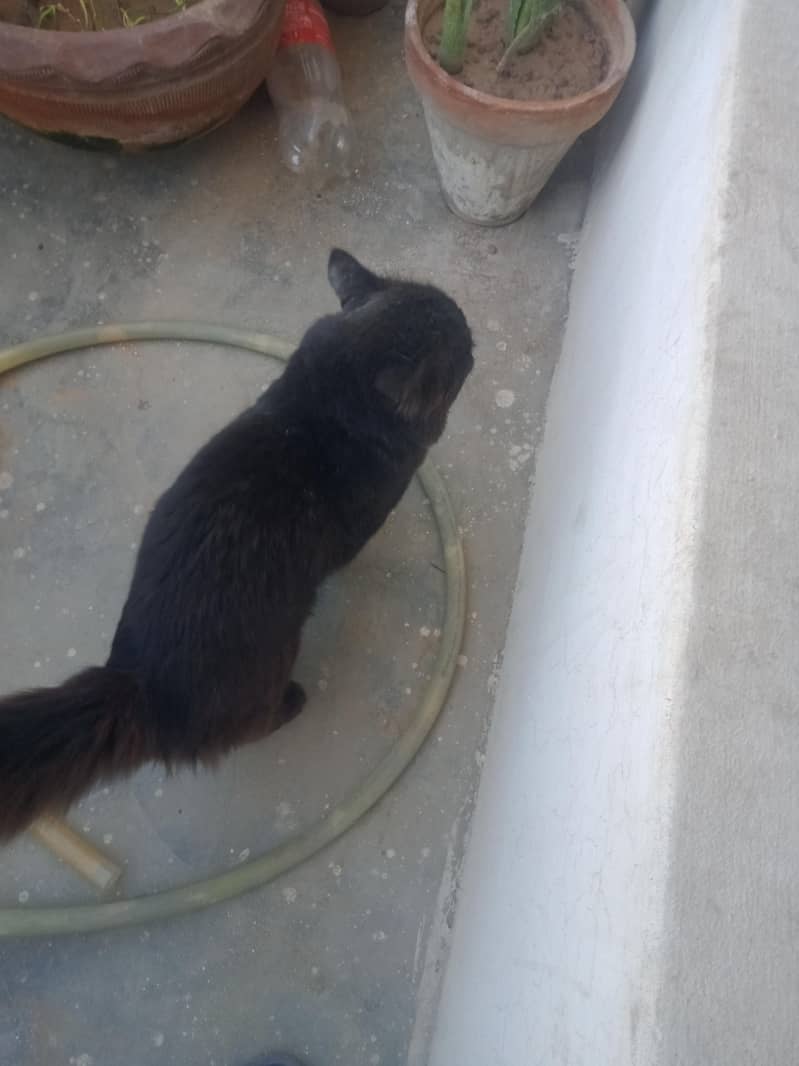 block cat yellow eys 3