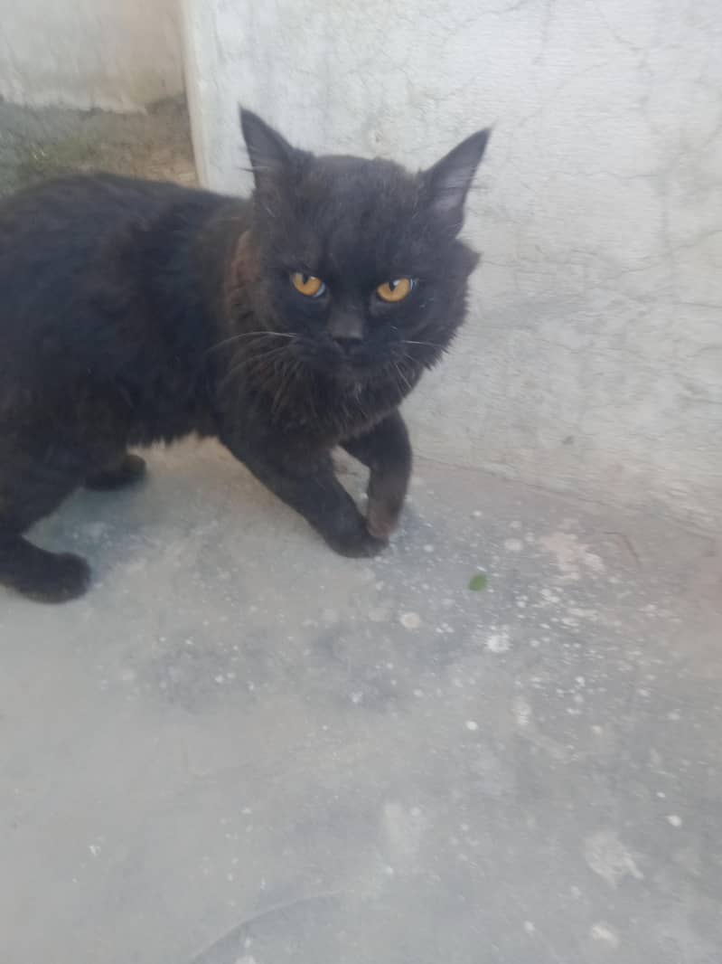 block cat yellow eys 4