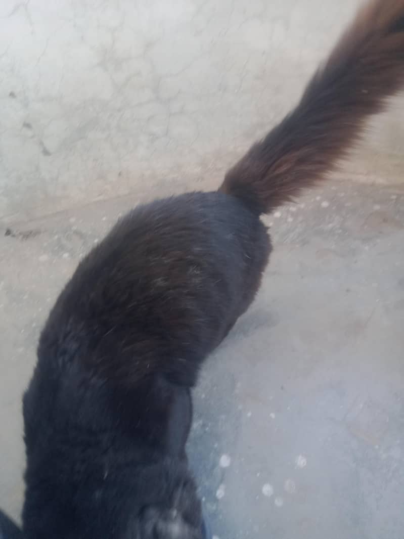 block cat yellow eys 5