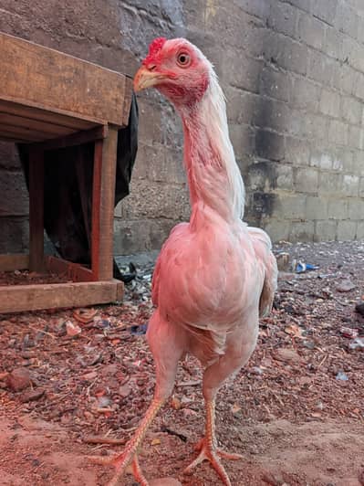 aseel or desi murge Munasib price