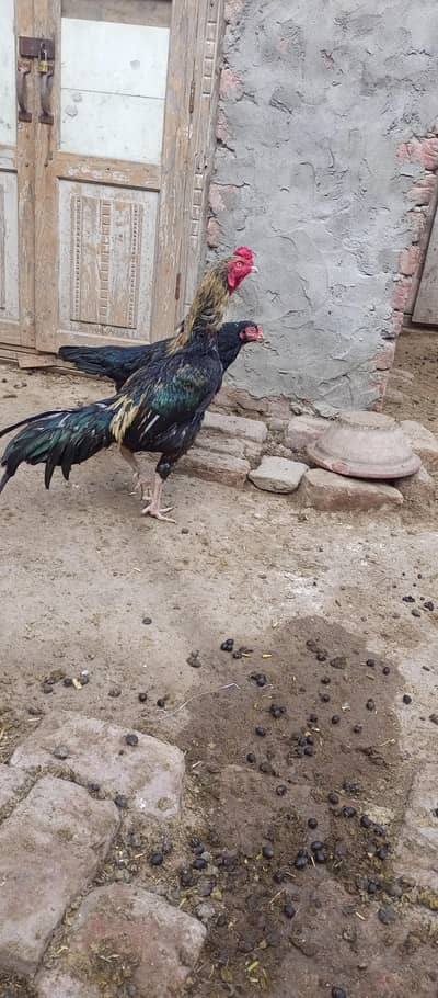 high quality sawa patha. 1 year 6 month age. . . . contact 0301 4974475