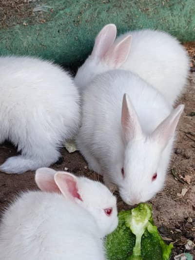Red Eyes Rabbits