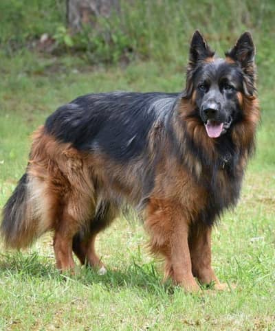 Pure German Shepherd Heavy Long Coat for Sale