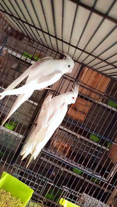 Fellow vpied Splits Exi