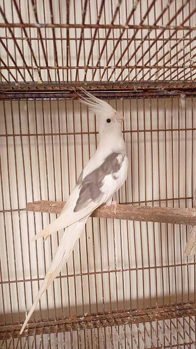 fellow to fellow breeder pair