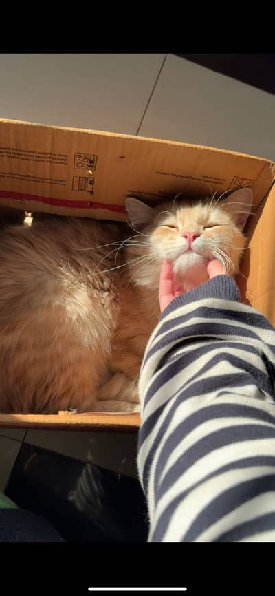 Persian cats for salee