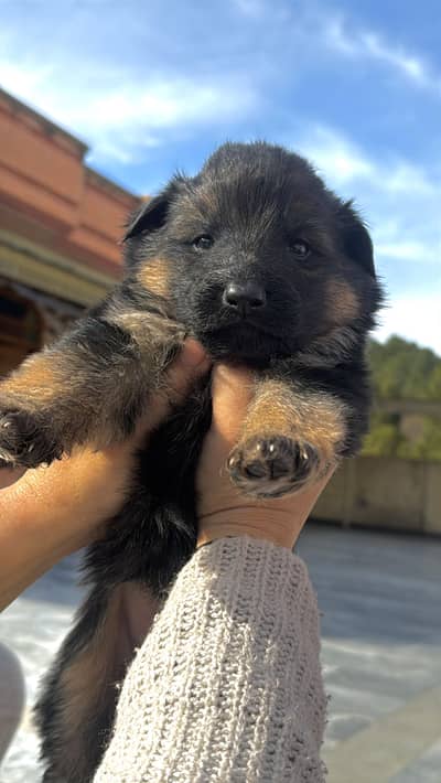 Gsd Long coat pups
