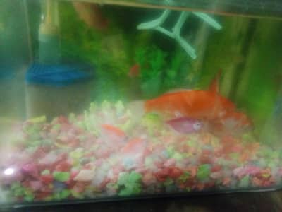 fish ka pora set up sell Karna hai