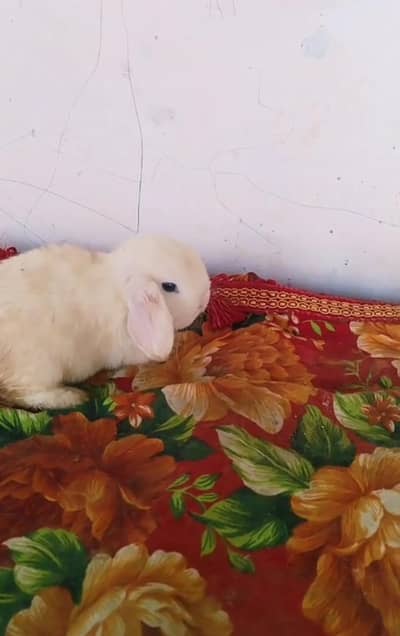 Supreme Quality Holland lop bunny pair holland lop rabbit