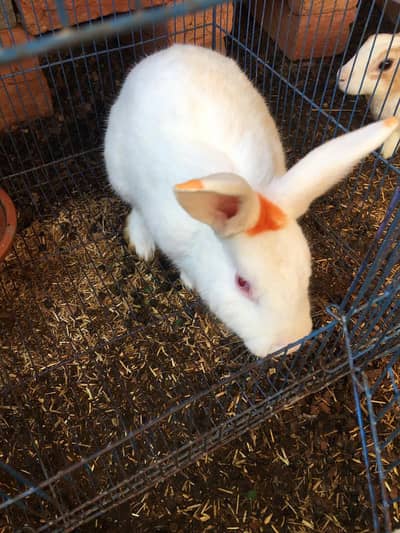 1 male 2 female rabbits for sale
