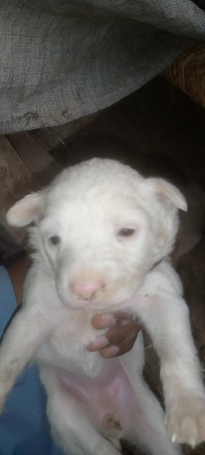 Russian female puppy