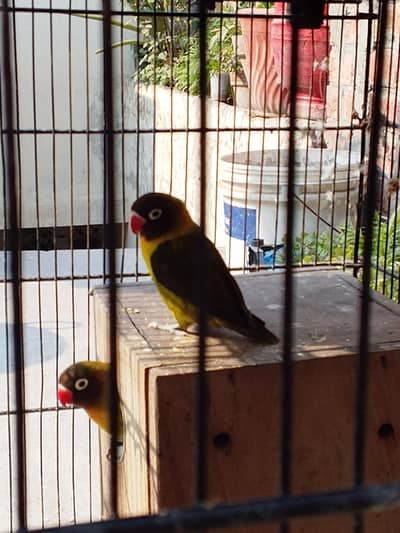 Black Face Breader Pair Lovebird