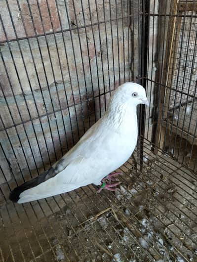 royal teddy. neeldummy. rampuri. zakh. king pigeon. sentinent