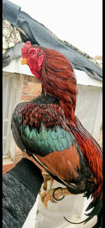 Original Old Amroha Aseel Bloodline. No Time Wasters or Brokers.