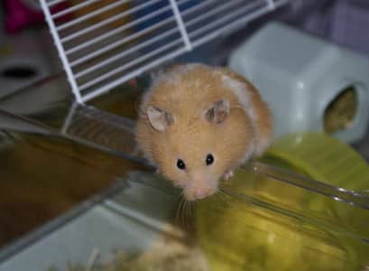 Hamsters pair available age 12 months