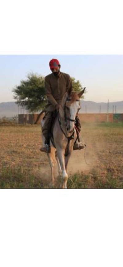 Thorough bred male horse