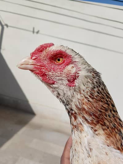 Aseel Lasani female high quality