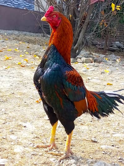 Aseel Lakha Mazboot patha having attractive and beautiful colours