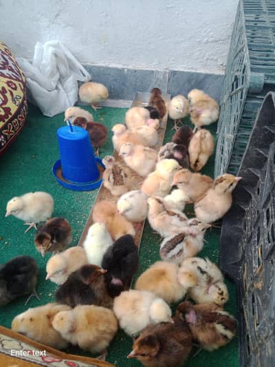 disi chikes gulden misri chikes mix chuza duck checks