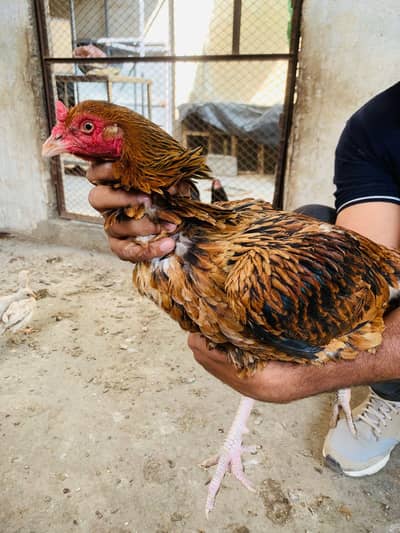 sara setup leny waly hi rabta kren